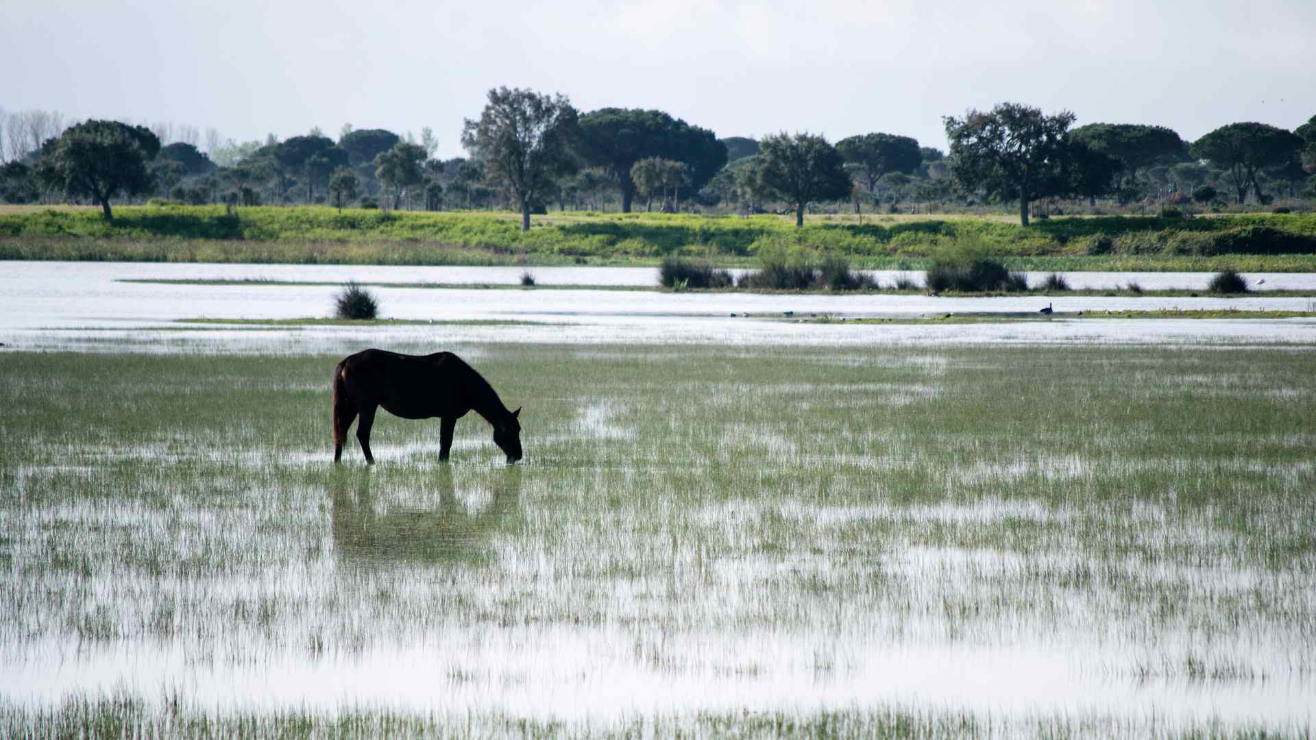 Ruta en camper por Andalucía - doñana